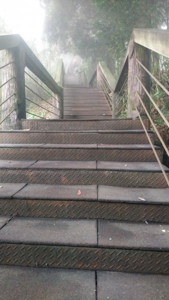 溪頭天文台登山步道、神木步道1523938