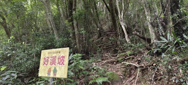 關西赤柯山+赤柯山南峰+東獅頭山+西獅頭山 O型-2026/08/113102690