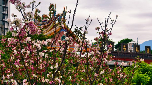 #綠繡眼 訪花 #吉野櫻 #天元宮 #楓樹湖 03162750794