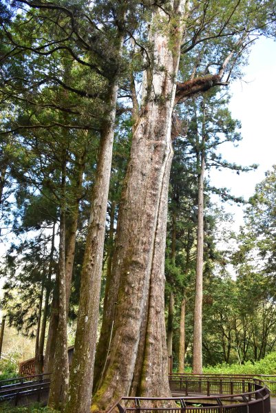 20260207阿里山健行追公車3010601