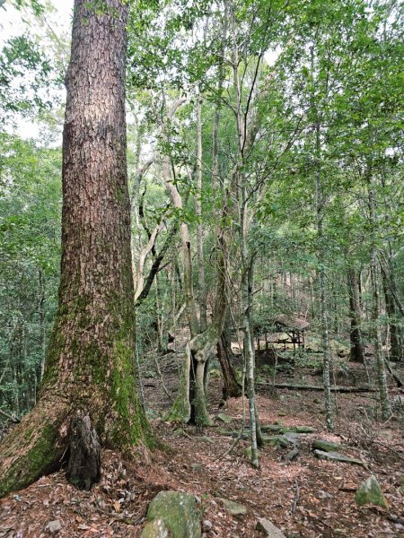 波津加山-谷關七雄(老四)3015171