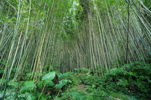 新北 三峽 金敏子山、詩朗山、塞口坑山、內金敏山2565598