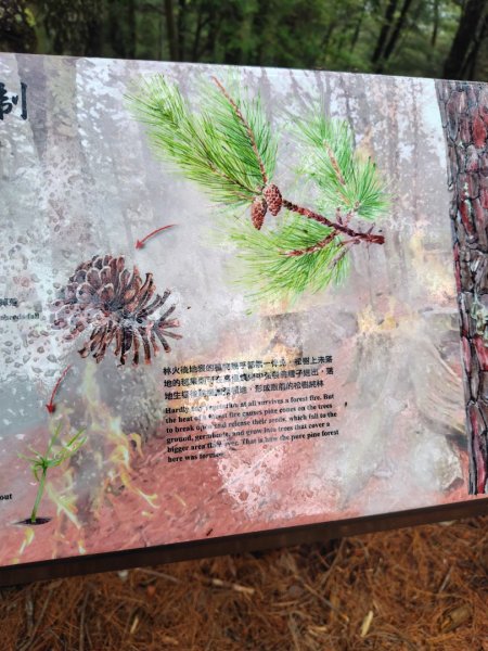 稍來小雪山國家步道、船型山、鞍馬山、鞍馬山東北峰、天池、雪山神木2799950