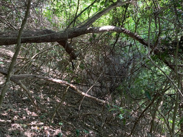 20251122高雄竹山口山2945311