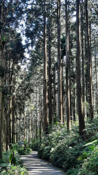 《南投》竹林台灣杉｜溪頭山竹崙山志騰山O繞202302182035898