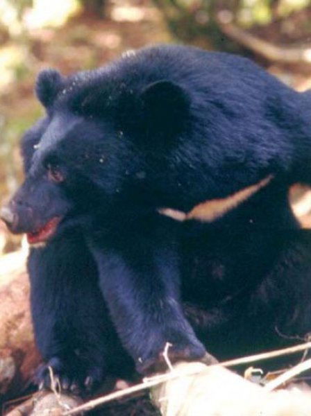 【保育】華人觀點：台灣黑熊的存續希望
