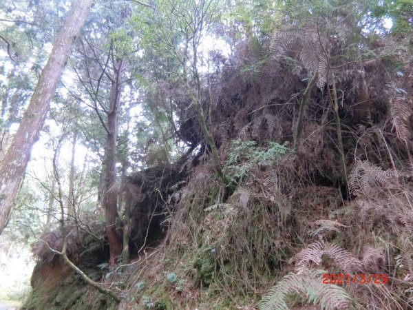 翠峰湖環山步道1557914