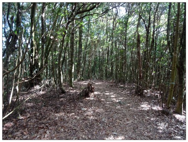 屋我尾山 北登山口 (大雪山林道31.3K)2985522