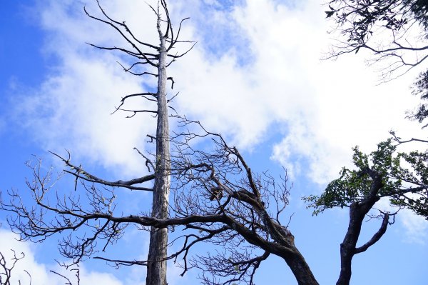 新竹關西鎮 水田林道之貴妃&那結山連走1539693