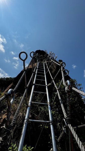 孝子山、普陀山、慈母峰賞鹿子野百合O走2592979