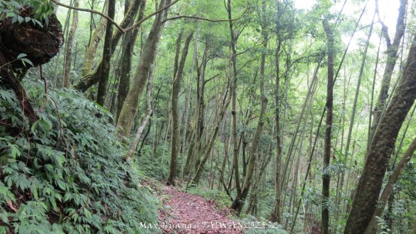 《雲林》望好望角｜石壁山嘉南雲峰步道(中側登山口）202506072805516
