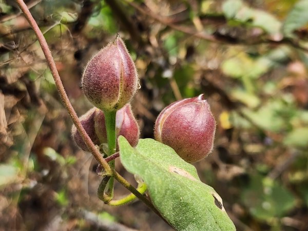 小百岳No.74⛰大崗山3025128
