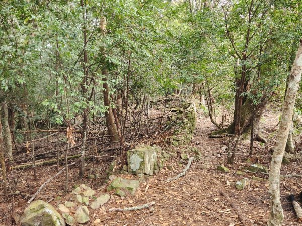 【中級山】芝生毛台山，芝生毛台山西峰，秀巒軍艦岩，屯野生步道，屯野生砲台2745133