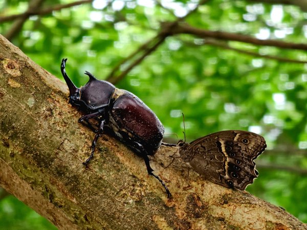 大坑9、10號步道-(台中)臺灣百大必訪步道2805946
