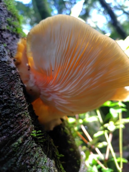 稍來小雪山國家步道、船型山、鞍馬山、鞍馬山東北峰、天池、雪山神木2799673