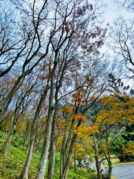 1111229太平山-清水坑山-石門山。石門水庫楓槭林1974693