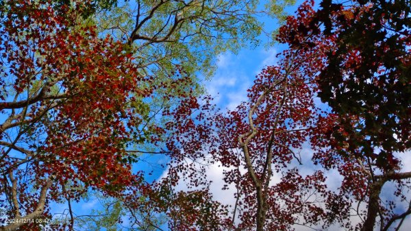 二訪馬拉邦山，解鎖 #琉璃光雲海 #日出雲海  #血月 #斜射光 #楓葉紅了！2668578