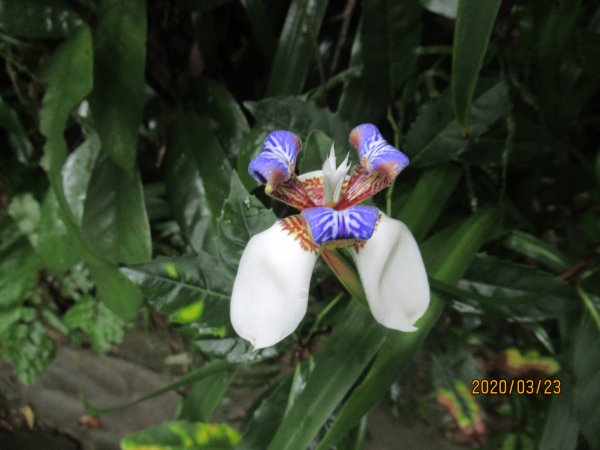 劍潭山步道904729