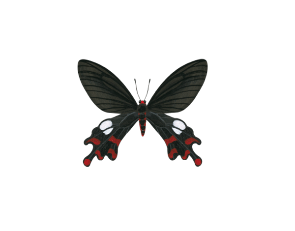 【森林之寶】墾丁國家森林遊樂區步道群－大紅紋鳳蝶
