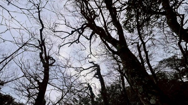 🌈12/28（日）北得拉曼神木+內鳥嘴山✨FB：熊熊趴爬走🌈2971288