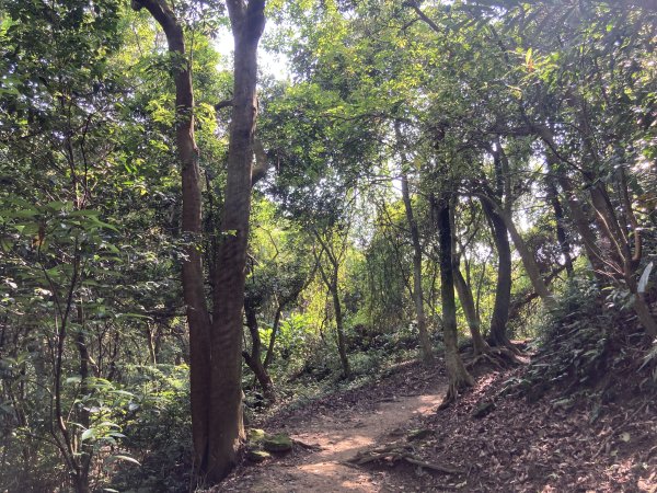 大棟山登山步道2496072