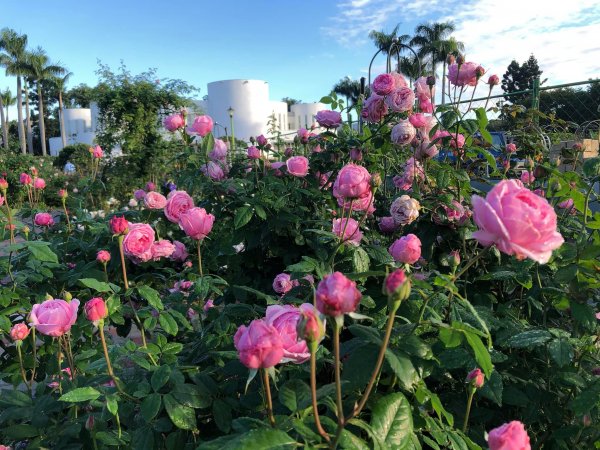 【賞花】香漫臺北玫瑰園 菊花與玫瑰陪您過聖誕節