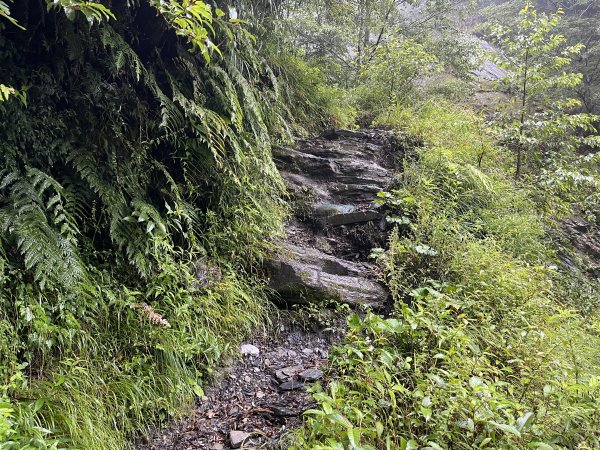 [玉山尋寶任務-01/12] 2025_0726 庫哈諾辛山登山步道2847376