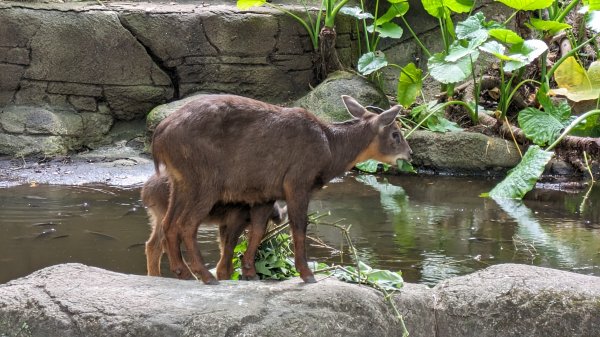 木柵動物園2322102