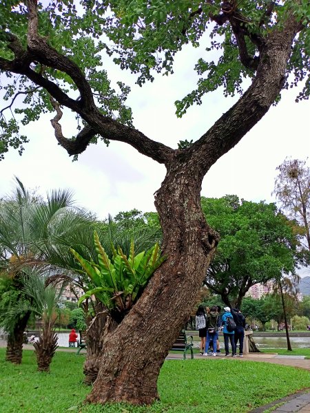 大湖公園《門庭若市》1903726