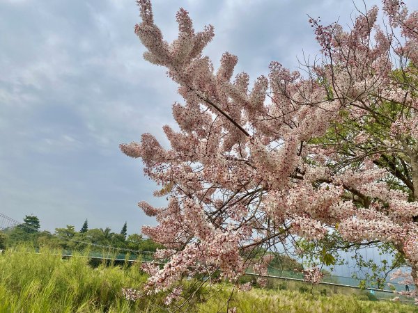 嘉義賞花趣--天宮石斛花瀑、竹崎公園花旗木    2021/4/141349464