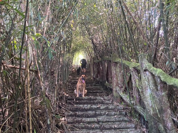 三寶山(烏心石山.鳩州嶺.尖凍山)步道【變成夢魘的大秘寶】2639874