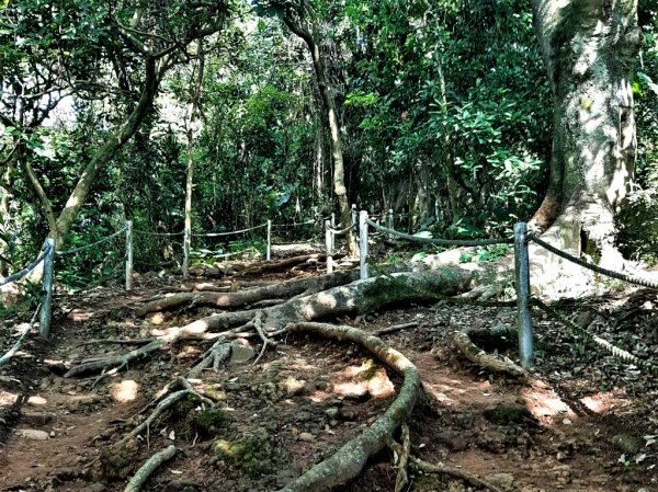 關渡親山步道｜雨過天晴 讓我們看雲去1434868