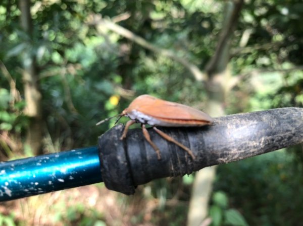 天然ㄟ,更好之從豐原花博葫蘆墩園區走到潭子聚興山464118