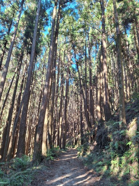 石山引水道202512112959586