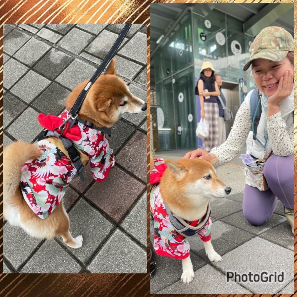 雨天備案💙 台灣博物館的古生代館-台大動植物館免費參觀-北投♨️季2929255