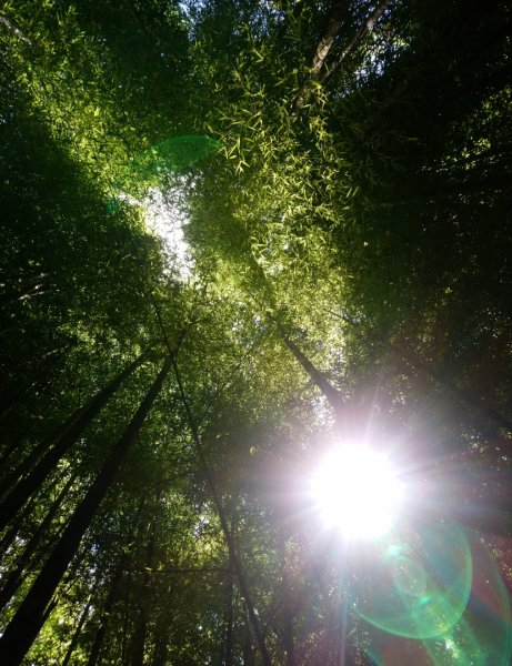 鳶嘴西稜O走（大崠山、長壽山、鳶嘴山）1073401