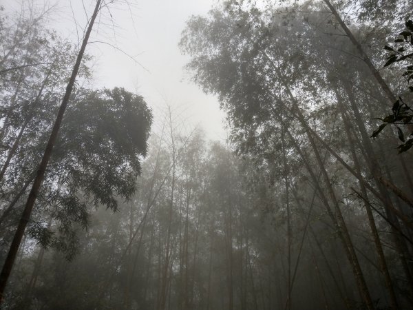 天氣多變大霧瀰漫的溪頭鳳凰山步道(小百岳#53)1494923