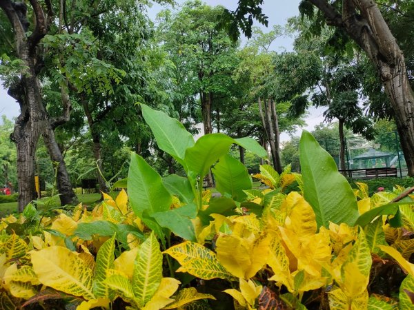 ［健康大穀東］（27~28）：天母運動公園+美崙公園（2023/8/11）2253731