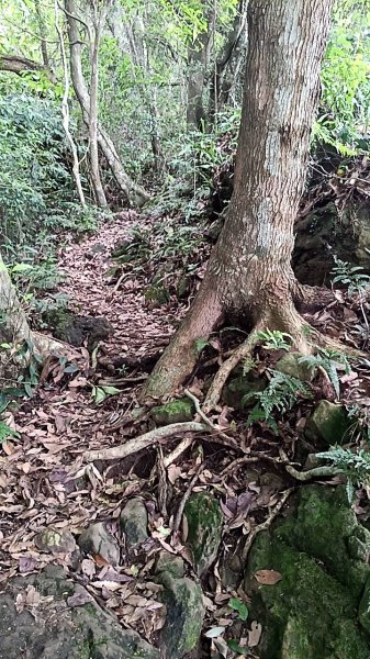 20250531 新竹關西 赤柯山及東獅頭山 O型2801094