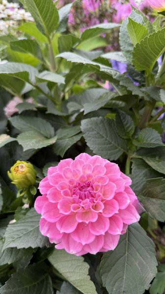 2025台北杜鵑花季｜大安森林公園｜迎曦花丘｜20250307｜峯花雪月2729824