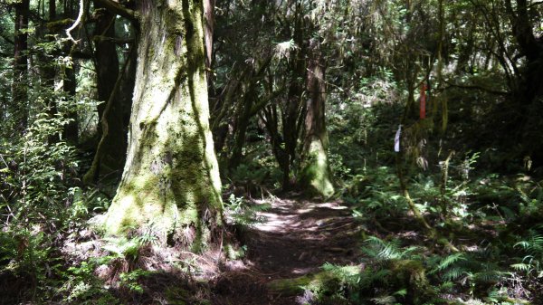 三星山登山健行趣(小百岳85號)1800700