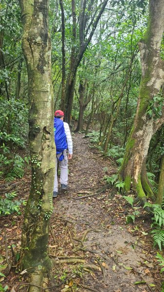 2025-01232淡蘭古道北二段(燦光寮古道到澳底)2696596