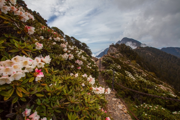 臺灣最高的杜鵑花 -玉山北峰，圓峰杜鵑花況42144