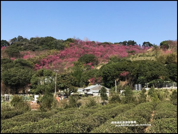 秀才登山步道滿山遍野浪漫山櫻花展風情1268844