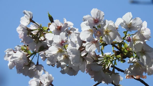 春暖花開，鳥語花香1633873