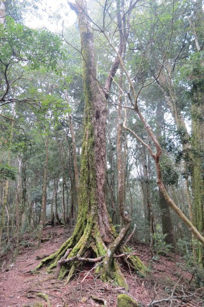 《台中》谷關七雄｜初登屋我尾山2017031412159