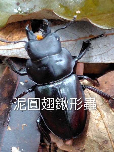 關刀山西峰 關刀山 關刀山東峰 西關刀山北峰 西關刀山北北峰2891016