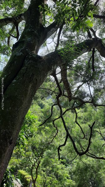 《台中》秋虎飆汗｜潭子新田登山步道上聚興山O繞202409152594076