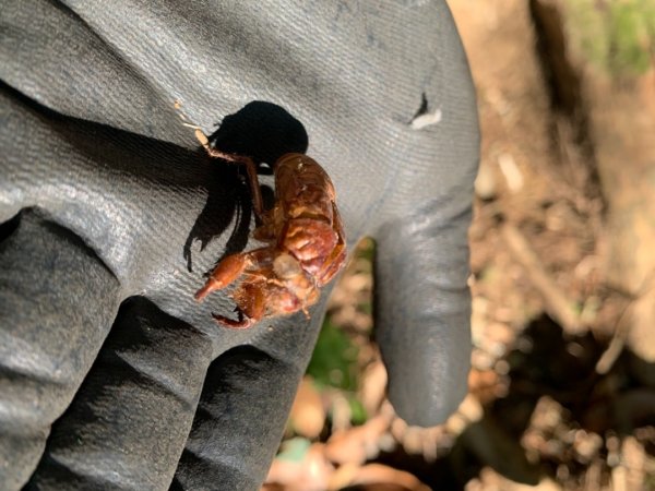 司馬庫斯生態1340517