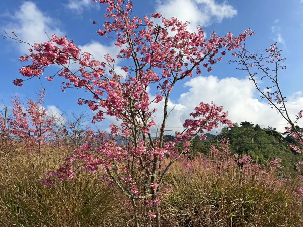 福壽山千櫻園賞櫻   2019/2/21531467